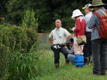 温室エリアのフェンスの外側に少し大きめのイネ科の植物が生えています。さて、これは何でしょうか。