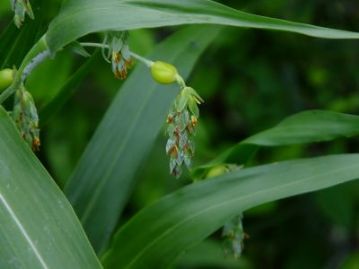 年配の方ならほとんどの方が遊んだことがあるかもしれません。ジュズダマの花がちょうど咲いていました。若い実が付いていました。