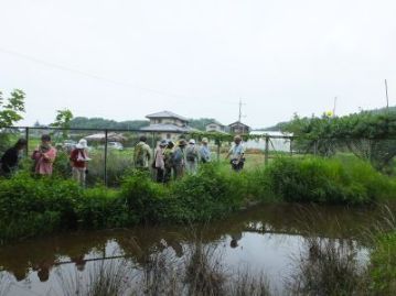 湿地エリアに移動しました。下池のふちに咲いている植物があったので、ちょっとストップ。