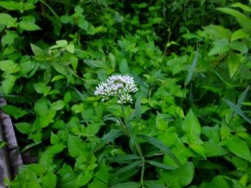 フジバカマの仲間、サワヒヨドリ。岡山県下の湿地には普通に生育する植物ですが、意外にこれをフジバカマと思われている方も多いようです。