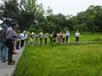 湿地の木道上から、一見、何も咲いていないように見える湿地の内部を観察。よくよく見てみると…。