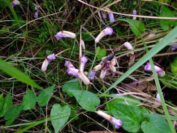 木道のすぐ下のススキやカモノハシなどイネ科の植物の株元には、寄生植物のナンバンギセルがたくさん花を咲かせていました。ただ、木道の上からの撮影になるので、写真は撮りにくい場所です。