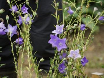 秋の七草のひとつ、「朝貌の花」とされるキキョウの花がちょうど満開になっていました。環境省RLでは絶滅危惧Ⅱ類とされる絶滅危惧種でもあります。