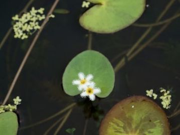 ガガブタの花。湿地エリアでナンバンギセルなどを観察していた30分ほどの間に、すっかり開花していました。昼を過ぎると閉じてしまう、午前中だけの花です。