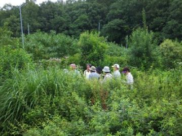 温室エリアの北の端に、もう一種類、秋の七草のひとつが咲き始めていたので、紹介しました。