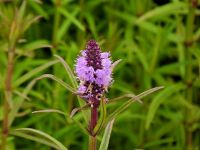 23日：岡山県 野生絶滅種　ミズトラノオ