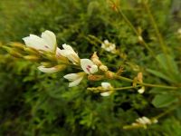 27日：絶滅危惧の｢萩の花｣、イヌハギ