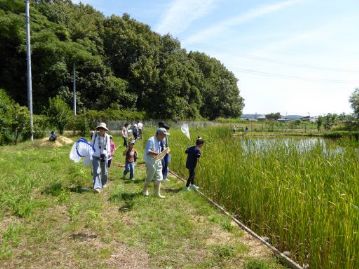 湿地エリアスタート組は今度は温室エリアで虫捕りです。池の真ん中あたりをギンヤンマが悠々と飛んでいましたが、網の届くところまでは来てくれませんでした。