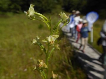 トンボつながりの植物も紹介しました。湿地に生育するランの仲間で絶滅危惧種の「ミズ“トンボ”」。