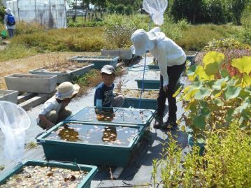 温室エリアの水草栽培プランターの中にはトンボのヤゴやゲンゴロウやガムシの仲間がいました。