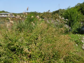 背の高い草本の草むらですが、手前の茶色っぽいのがイヌハギ、奥の右側がフジバカマ、奥の左側がススキ。