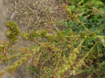 イヌハギは環境省RLでは絶滅危惧Ⅱ類、岡山県RDBでは準絶滅危惧とされる植物です。花は終わっていますが、実は花弁のない「閉鎖花」が着いています。