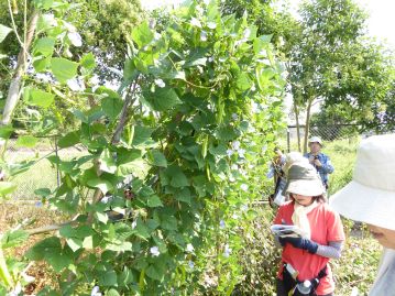 植物園ボランティアさんに自由に使って頂いている通称「ボランティア農園」で栽培種も。附属病院などで緑のカーテンなどに使用している「シカクマメ」。