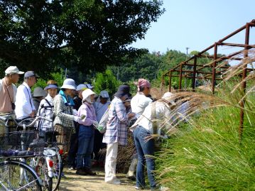 温室の南側のススキの株元に出てきていた白花のナンバンギセルを観察…する前に、もう1種類、マメ科植物が。7種類目。