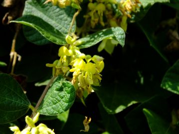 小さな黄色い花が咲いていた、タンキリマメ。「痰を切る」ことが由来とされますが、薬効は無いようです。花と果実と種子が同時に見られました。
