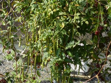 その隣に、細長いさやがたくさんぶら下がっているつる植物がありました。夏に白い花が咲く、小型のフジ、ナツフジです。これで9種類目。