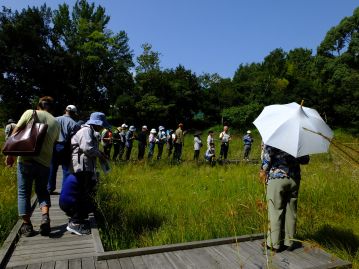 マメの観察は少しお休みして、秋の湿地の植物を観察しました。