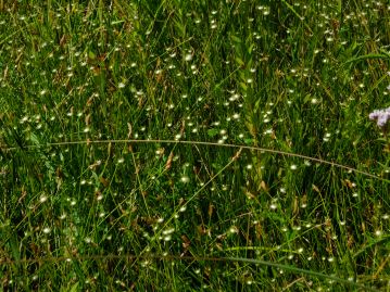 ホシクサ科のシロイヌノヒゲ。「干し草」ではなく、花の咲いている様子が「星」のようなので、「星草」。
