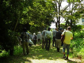 湿地から観察路に上って、マメの観察の続きです。観察路わきに10種類目が繁茂していました。