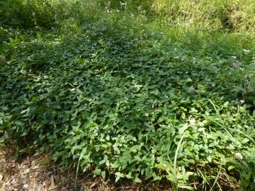 ダイズの“原種”と言われる、ツルマメが他の植物を覆い尽くす勢いで繁茂していました。果実（さや）は枝豆のように茶色い毛が生えていますが、小さ過ぎて食用にされることはほとんどありません。