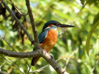 23日：温室エリアに来園したカワセミ
