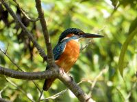 23日：温室エリアに来園したカワセミ