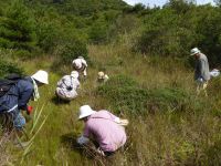 12日：外来食虫植物（外来モウセンゴケ）駆除作業