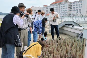 この植栽場所は、病院が開いている時間であれば、どなたでも自由に見学できますが、この観察会では、片岡園長からツメレンゲについての詳しい解説を聞くことができます。