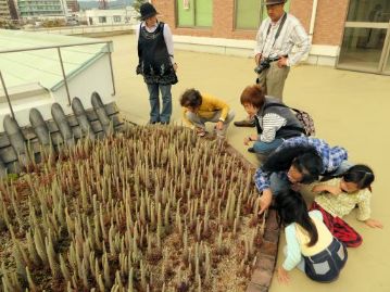 さて、肝心の花の様子はどうでしょうか。よ～く近づいて観察してみましょう。屋根の上や崖などに生えるのでなかなか近づいて観察できない植物ですが、ここなら間近に観察ができます。