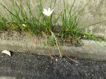 しげい病院南館の近所の道端にツメレンゲが生えてきていました。南館屋上から風で種が飛んだのか、鳥が果実か葉をついばんで運んだのでしょうか。