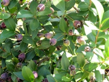 1種類目は植えたものですが、地中海沿岸原産のギンバイカ（銀梅花）。マートルとも呼ばれ、肉料理などに使うハーブとして利用され、とても良いにおいがします。