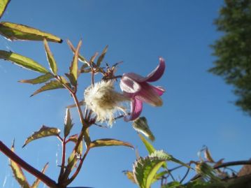 岡山県ではただ1か所でしか確認されていない、タカネハンショウヅル。花の盛りは過ぎていましたが、花と少し早い果実の綿毛を両方観察できました。