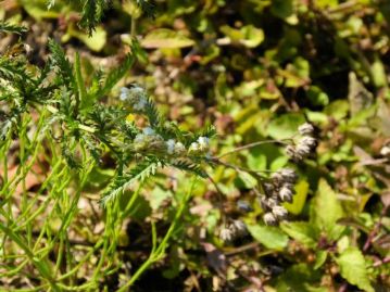 一部に時期外れの花がついていました。ハーブとして植えられるセイヨウノコギリソウは花色がいろいろありますが、日本のノコギリソウは白花です。