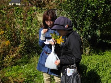 園内にもあちこちに生えている外来植物のセイタカアワダチソウ。これも匂ってみると、割合強い匂いがあります。