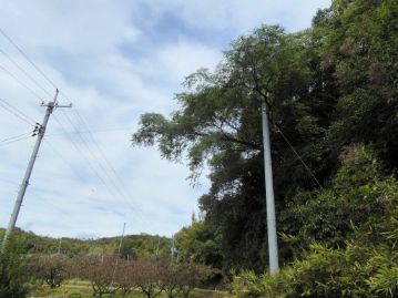 湿地エリアに向かう市道の頭上に、大きな「センダン」の木が生えています。「栴檀は双葉より芳し」といいますがこの場合の「センダン」は、フタバガキ科のコクタン（黒檀）のことで、本種ではありません。