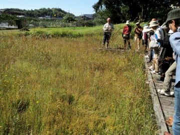 湿地に到着。この時期、湿地には、秋ならではの様々な花々が咲いていて、見事なお花畑になります。