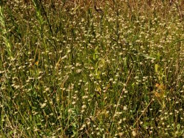 ホシクサ科のシロイヌノヒゲ。ホシクサとは「干し草」ではなく、湿地の中に花がたくさん咲いている様子が、満点の星空を連想させるので、「星草」という説もあります。