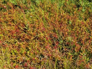 花が終わった植物も楽しめます。紅葉したヌマトラノオ。こういった草本の紅葉を「くさもみじ（草紅葉）」と呼びます。