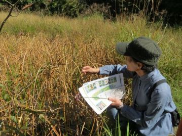 湿地北側のショウブ池。ショウブの葉もほとんど枯れていますが、枯れた葉でもわりと匂いは残っていました。