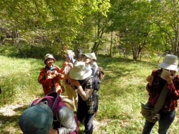 湿地から少し上がった場所には、クスノキ科のヤマコウバシがあります。山に生えて、葉が香ばしい香りがするのでこの名がありますが、匂いはいかがでしょうか。