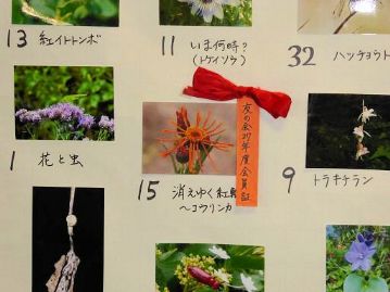 余談ですが、来年度の博物館友の会の会員証のデザインとして、片岡園長が応募した、植物園で保護増殖中の、絶滅危惧植物「コウリンカ」の写真が選ばれました。
