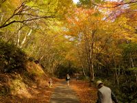 26日：津黒いきものふれあいの里 自然観察会「山乗渓谷 紅葉観察会」講師