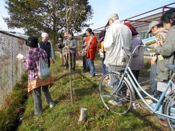 温室南側の草むらに咲いている花がありました。さっそく「返り咲き」の花発見でしょうか。