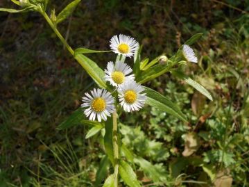 外来植物のヒメジョオンの花でした。花を良く見るのは春ですが、基本的に倉敷近辺では探せば一年中咲いている植物ですので、「返り咲き」とは言えません。