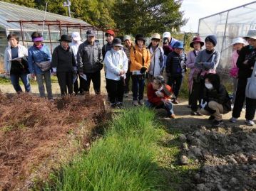 栽培のラッキョウが花を咲かせていました。ネギの仲間はアサツキやタマネギのように、春咲きのものと、ラッキョウのように秋咲きのものがあります。