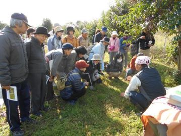 足元にタンポポが咲いていたようです。これは「返り咲き」？と思ったのですが…