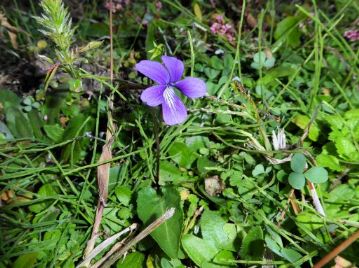 なかなか「返り咲き」の花が見つからない…と思っていましたら、ヒメスミレの花が咲いていました。これなら「返り咲き」と言って良いかもしれません。