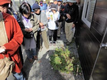 倉庫の前に、花をつけているキクがありました。植えたものですが、園芸種でしょうか？