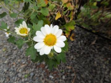 園芸種にも思えるかわいらしい花ですが、岡山県では絶滅寸前、ノジギクの花です。これはもともと晩秋に咲く野菊ですので、「返り咲き」ではありません。