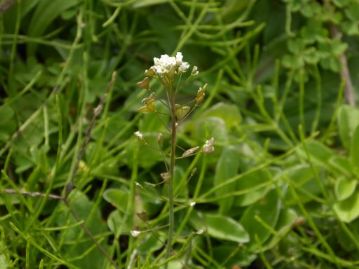 ナズナの花が咲いていました。倉敷あたりでは案外と早くから咲く植物ですが、さすがにこれは「返り咲き」の範囲にはいるでしょうか。